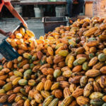 Nova lei incentiva setor cacaueiro e consumo de chocolate