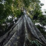 Senado aprova Lei de Licenciamento Ambiental em 2025