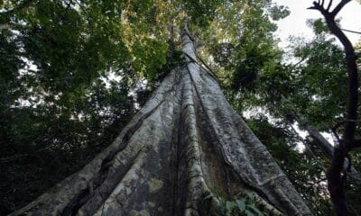 Avanços Legais e Debates Ambientais no Brasil em 2025
