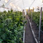 Senado discute regulamentação do uso medicinal da cannabis
