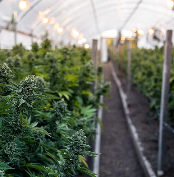 Senado Pode Votar Projeto de Regulamentação da Cannabis Medicinal em Fevereiro