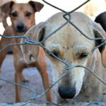 Senado Intensifica Projetos de Lei Contra Maus-Tratos a Animais