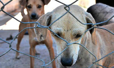Crescente Mobilização do Senado para Combater Maus-Tratos a Animais no Brasil