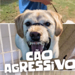 Abandono de animais no Brasil expõe crise silenciosa e acende alerta para saúde pública