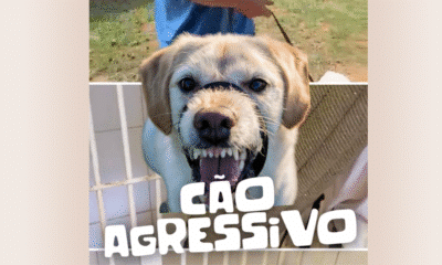 Com cerca de 30 milhões de cães e gatos nas ruas, especialistas apontam que falta de preparo dos tutores e problemas comportamentais estão entre as principais causas