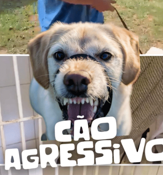 Com cerca de 30 milhões de cães e gatos nas ruas, especialistas apontam que falta de preparo dos tutores e problemas comportamentais estão entre as principais causas