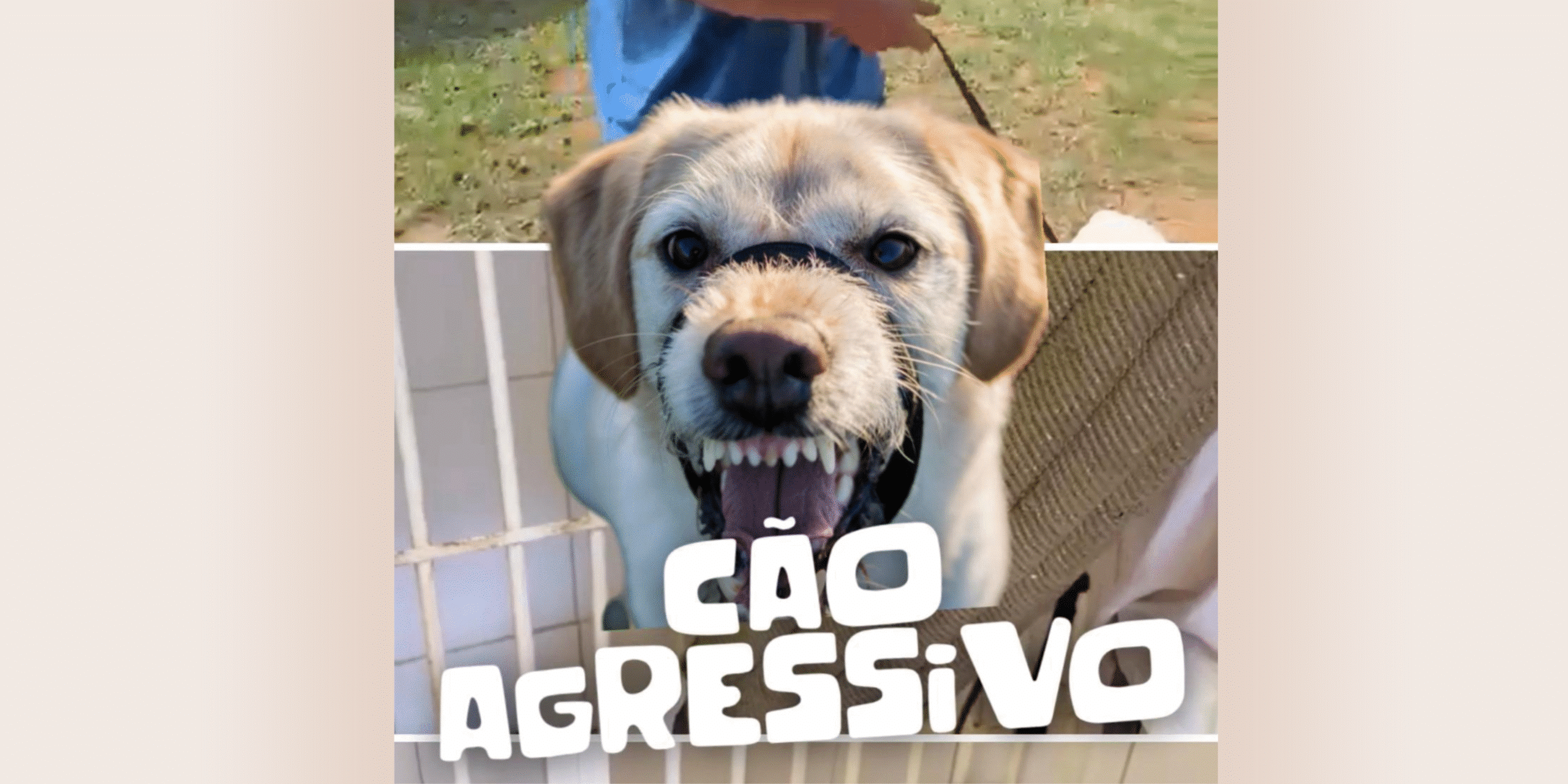 Com cerca de 30 milhões de cães e gatos nas ruas, especialistas apontam que falta de preparo dos tutores e problemas comportamentais estão entre as principais causas